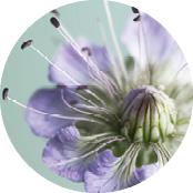 Facélia Bio | Yves Rocher Portugal 